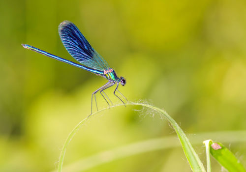 libelle-iStock-613771068