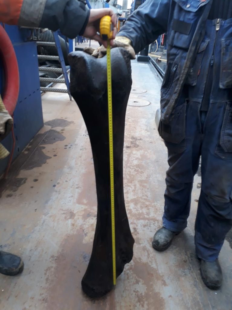 Mammoetbot van 1,15 meter gevonden bij ZVI Vierlingsbeek